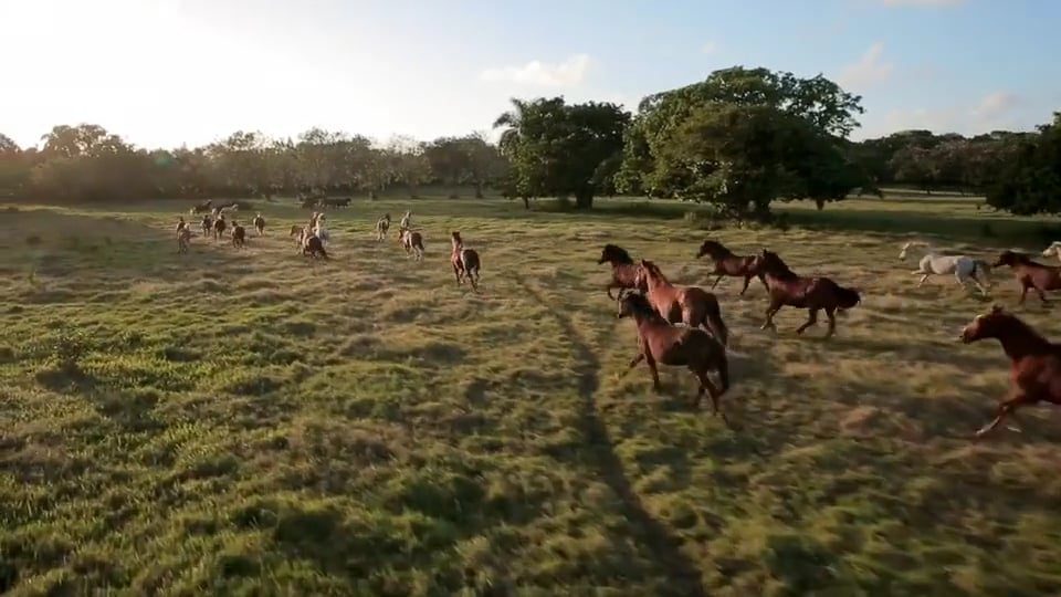 Sea Horse Ranch · Fine Caribbean Living